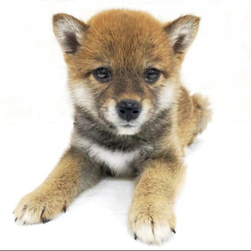 柴犬
