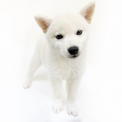 柴犬