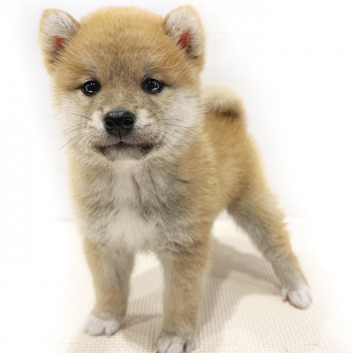 柴犬