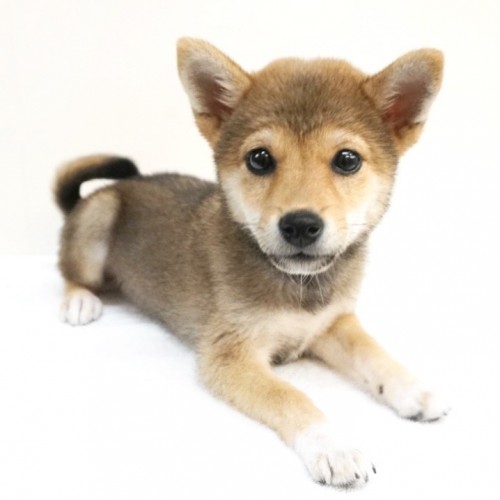 柴犬