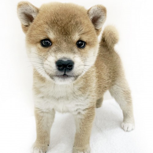 柴犬