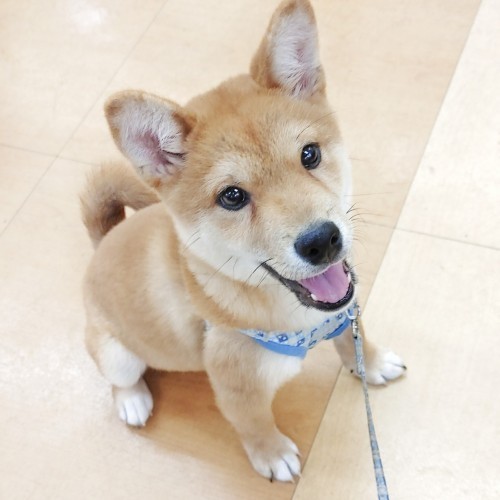 柴犬