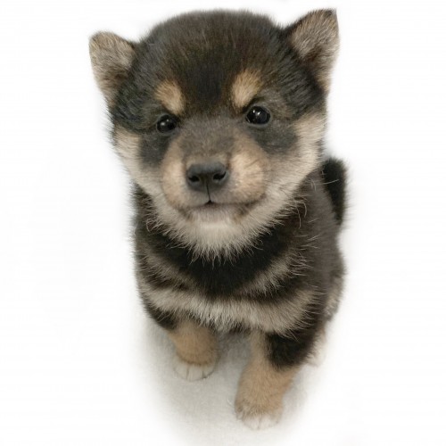 柴犬