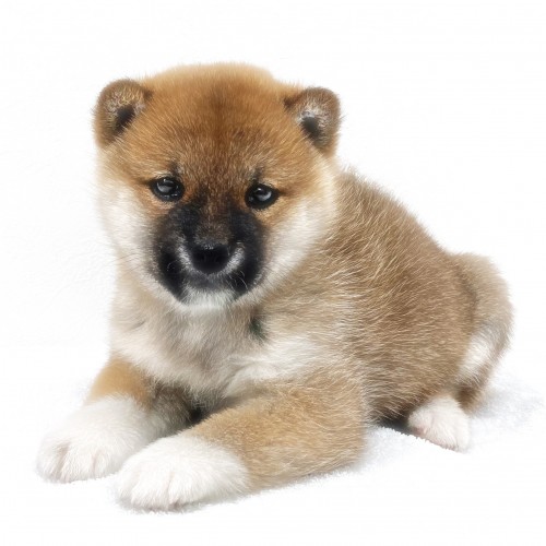 柴犬