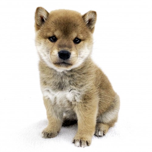 柴犬