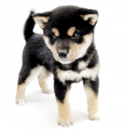 柴犬
