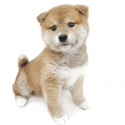 柴犬