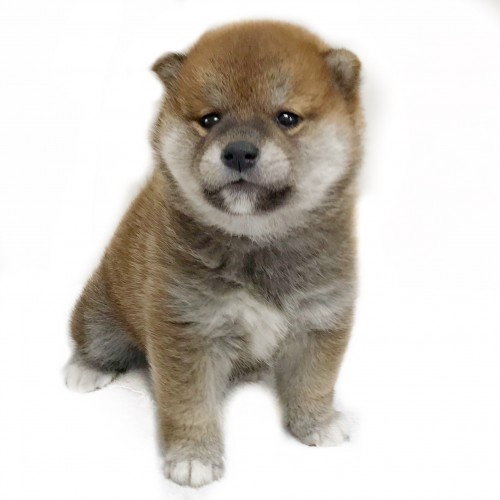 柴犬