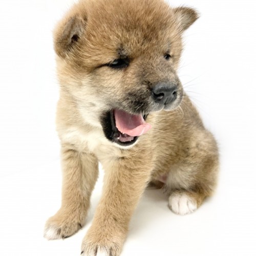 柴犬
