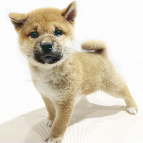 柴犬