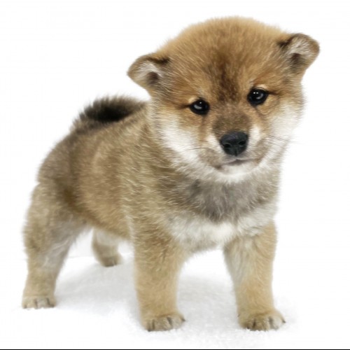 柴犬