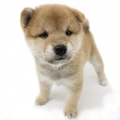 柴犬