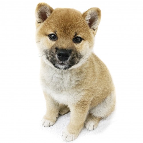 柴犬