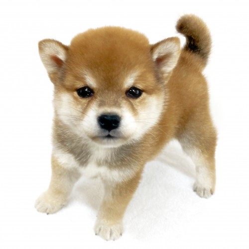 柴犬