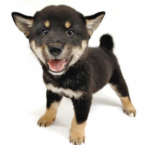 柴犬