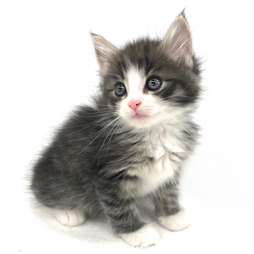 ノルウェージャンフォレストキャット