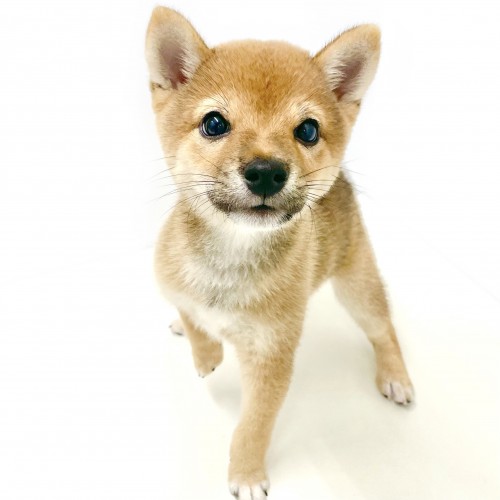 豆柴