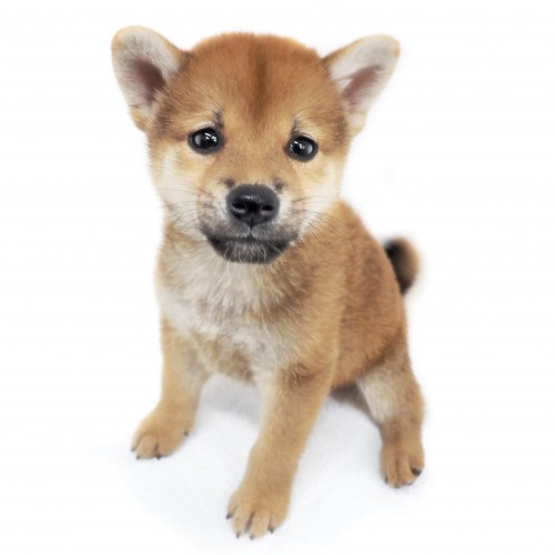 柴犬