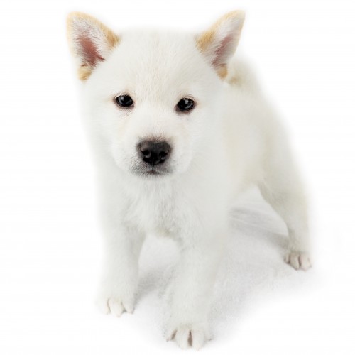 柴犬