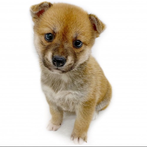 柴犬