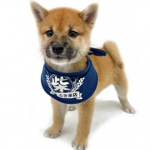 柴犬