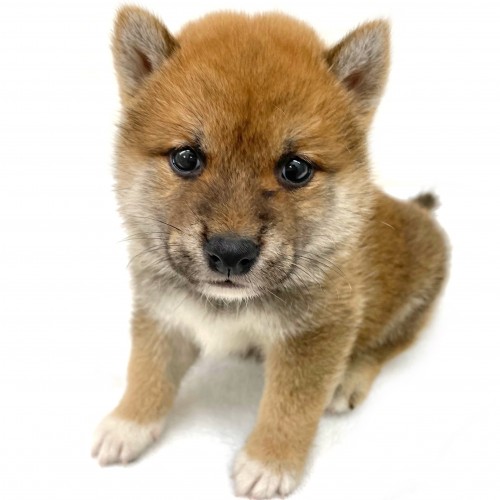 柴犬