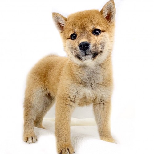 柴犬