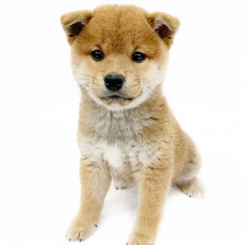 柴犬