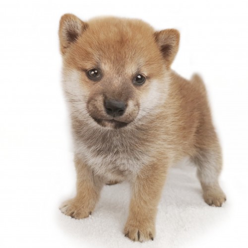 柴犬