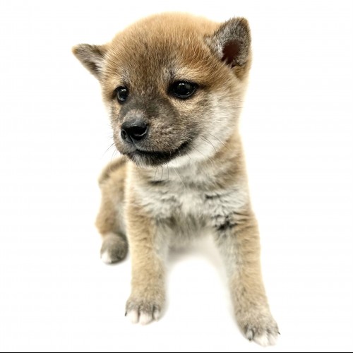 柴犬