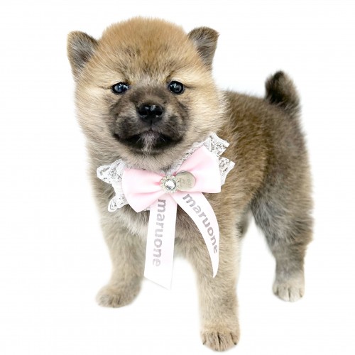 柴犬