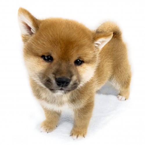 柴犬