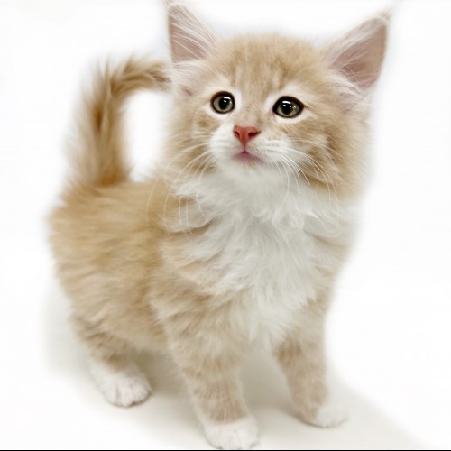 ノルウェージャンフォレストキャット