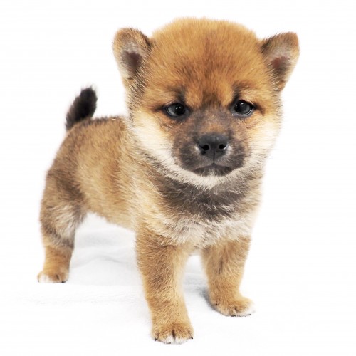柴犬