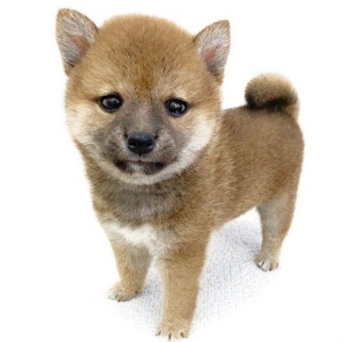 柴犬