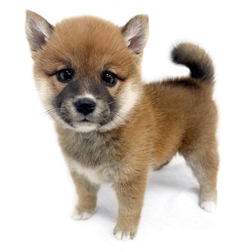 柴犬