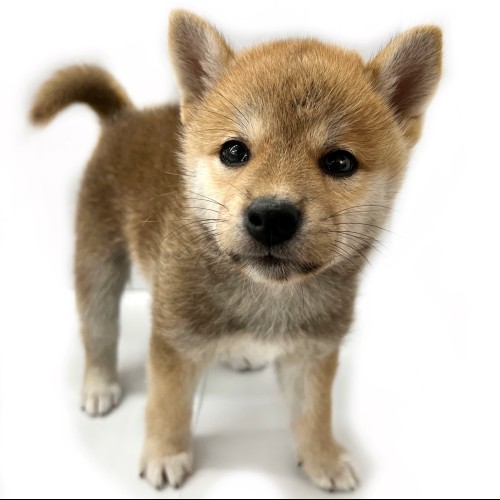 柴犬