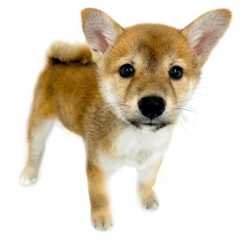 柴犬