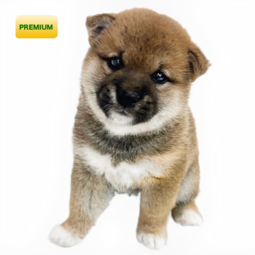 柴犬