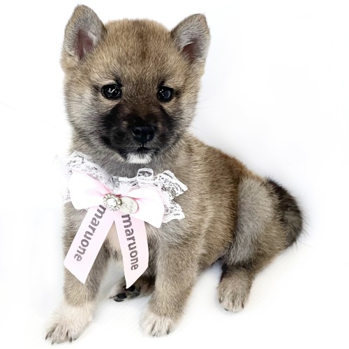 柴犬