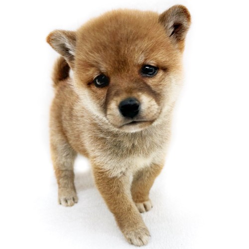 柴犬