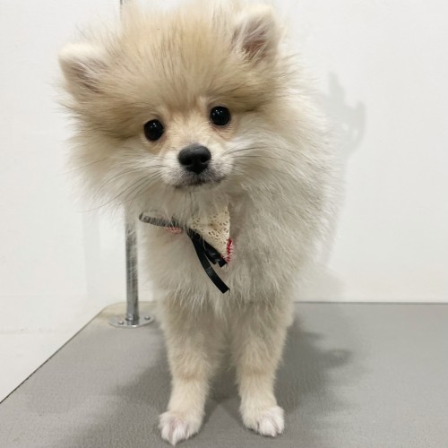 ポメラニアン