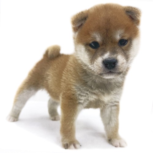 柴犬