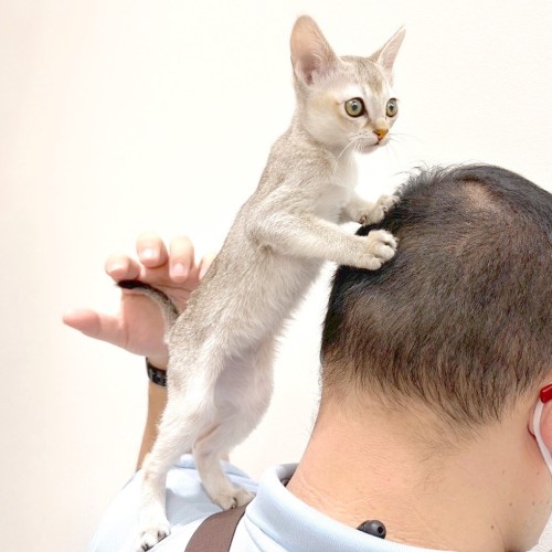 シンガプーラ