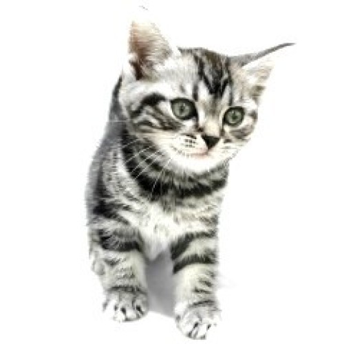 アメリカンショートヘア
