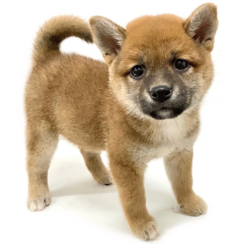 柴犬