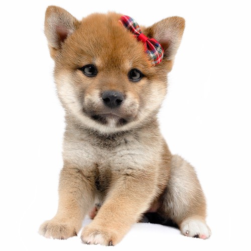 柴犬