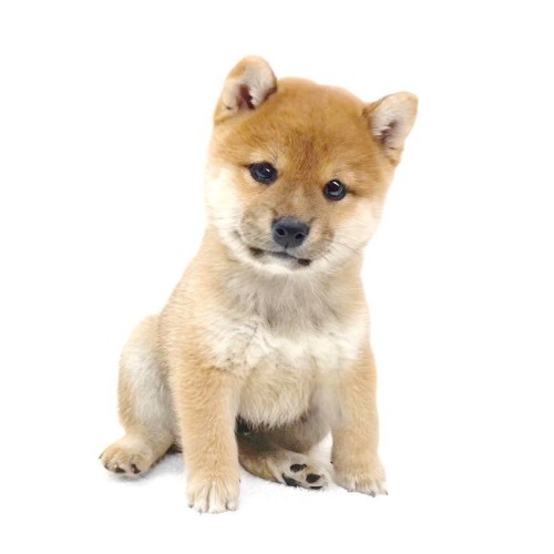 柴犬
