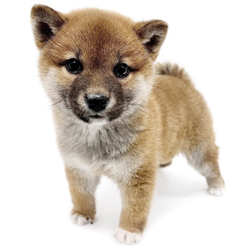 柴犬