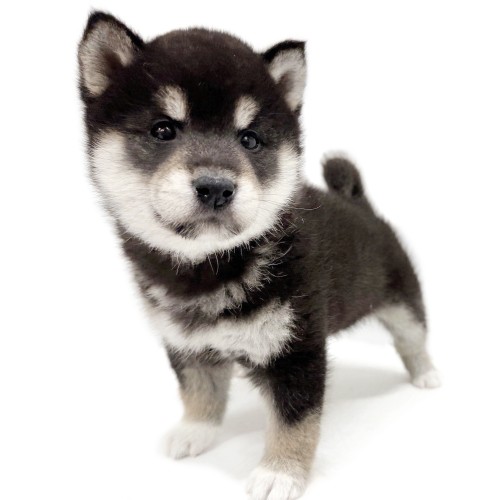 柴犬
